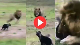 Sher Ka Video: शेर ने बेबी लकड़बग्घे पर अचानक कर दिया हमला, फिर जो हुआ चमत्कार से कम नहीं- देखें वीडियो