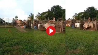 Viral Video: बाड़े में खड़े सांड पर सवार हो गया शख्स, फिर जानवर ने किया ऐसा हाल देखते रह जाएंगे- देखें वीडियो