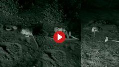 Viral Video: चूहे को पकड़ने के लिए सांप ने लगा दी छलांग, फिर जो हुआ यकीन ना करेंगे- देखें वीडियो