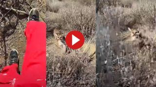 Viral Video: सैर पर निकले शख्स के पीछे पड़ गया पहाड़ी शेर, फिर जो हुआ हिलाकर रख देगा- देखें वीडियो