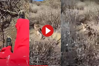 Viral Video: सैर पर निकले शख्स के पीछे पड़ गया पहाड़ी शेर, फिर जो हुआ हिलाकर रख देगा- देखें वीडियो