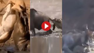 Sher Ka Video: शेर ने पिल्ले को बना लिया अपना शिकार, फिर कुत्तों के झुंड ने जो किया हिलाकर रख देगा- देखे Video