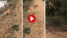Hiran Ka Video: नदी के किनारे से हिरण ने लगाई ऐसी छलांग, हवा में लगा उड़ने, लोग बोले- 'फ्लाइंग डियर'- देखें वीडियो