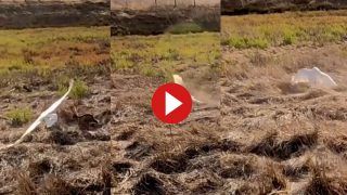 Baaz Aur Khargosh Ka Video: बाज ने अचानक खरगोश पर कर दिया घातक अटैक, फिर जो हुआ वो हिलाकर रख देगा- देखें वीडियो