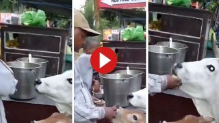Viral Video Today: बछड़े संग गोलगप्पे की दुकान पर पहुंची गाय, फिर चटकारे लेकर खूब खाए गोलगप्पे- देखें वीडियो