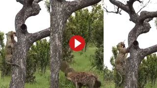 Leopard vs Hyena Video: शिकार कर जैसे ही पेड़ से उतरा तेंदुआ, सामने आ गया लकड़बग्घा, फिर जो हुआ हिल जाएंगे- देखें वीडियो