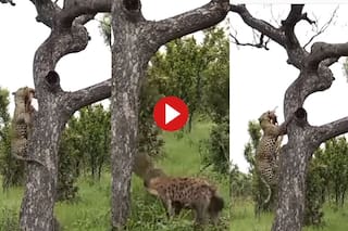 Leopard vs Hyena Video: शिकार कर जैसे ही पेड़ से उतरा तेंदुआ, सामने आ गया लकड़बग्घा, फिर जो हुआ हिल जाएंगे- देखें वीडियो