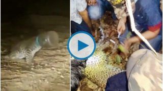 Leopard Cub With Head Stuck In Plastic Container Rescued by Forest Officials in Thane | Watch