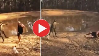 Viral Video: Kangaroo Kicks & Punches Man As He Attempts to Save His Dog, Video is Too Funny | Watch