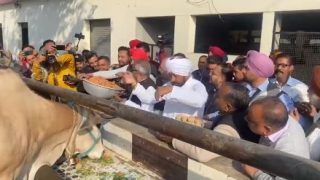 Day Ahead Of Punjab Election, CM Channi Feeds Cows At Bhadaur Constituency. Watch