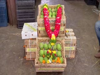 In Pune, Mango Crate Sold For Whopping Rs 31,000 In Auction. Here's Why
