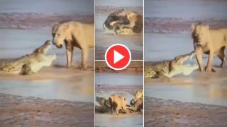 Sherni Ka Video: शेरनियों ने मिलकर मगरमच्छ पर कर दिया तगड़ा हमला, नजारा देख हिल जाएंगे- देखें वीडियो