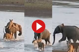 Hathi Aur Sherni Ki Ladai: हाथी पर हमला करने की गलती कर बैठा शेरनी का झुंड, फिर जो हुआ बार-बार देखेंगे ये Video