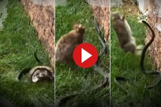 Sanp Aur Khargosh Ka Video: पार्क में खतरनाक सांप को देख भिड़ गया खरगोश, फिर हुई ऐसी लड़ाई पहले नहीं देखा होगा- देखें वीडियो