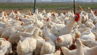 Two Villages in Kerala Report Bird flu Outbreak, Authorities Order Culling Of Domestic Birds