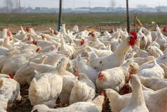 Two Villages in Kerala Report Bird flu Outbreak, Authorities Order Culling Of Domestic Birds
