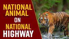 Viral Video: A Tiger In Tamil Nadu Takes A Walk On The National Highway, Netizens Are Thrilled; Must Watch