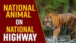 Viral Video: A Tiger In Tamil Nadu Takes A Walk On The National Highway, Netizens Are Thrilled; Must Watch