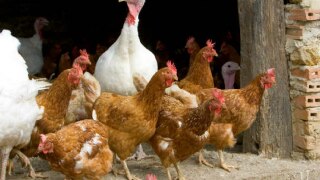 Assam Imposes Ban on Entry of Poultry, Pigs Amid Avian Influenza Outbreak