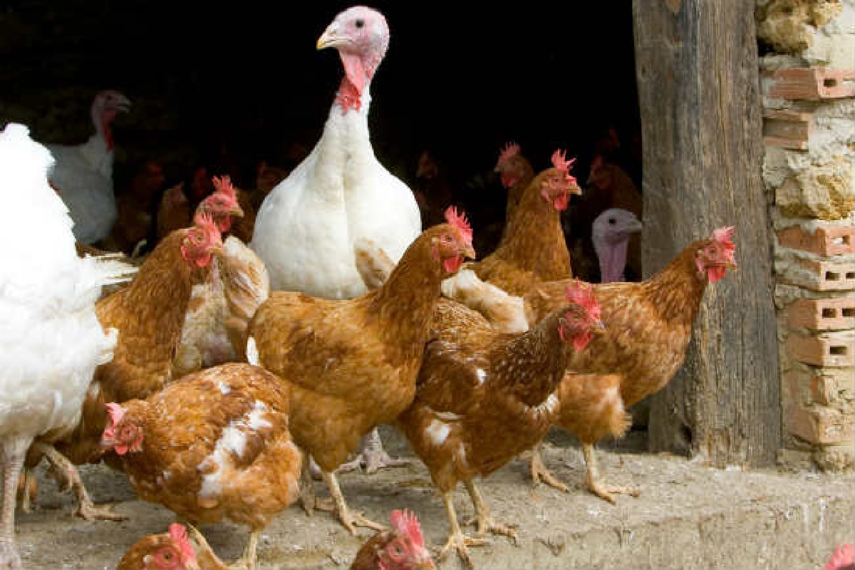 Assam Imposes Ban on Entry of Poultry, Pigs Amid Avian Influenza Outbreak