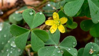 Changeri Plants Benefits: खाली पेट चबाएं इस पौधे के पत्ते, दांतों का दर्द हो या सिर का, जल्द होगा दूर
