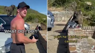 YouTuber Logan Paul Gets Chased & Robbed by Monkeys During Trip to South Africa | Watch