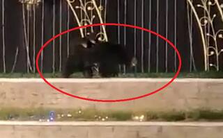 Viral Video: Mama Bear & Her 2 Cubs Gatecrash Wedding Reception in Chhattisgarh | Watch