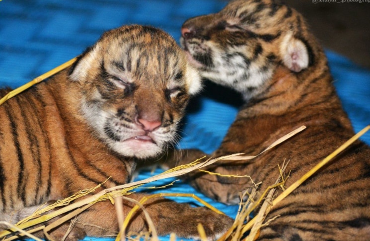 Sumatran tiger cubs born at San Diego California zoo