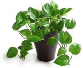 Vastu Tips: Do NOT Make These 5 Mistakes While Placing a Money Plant in Your Home
