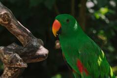 Great Backyard Bird Count Begins, Attracts Bird Lovers and Ornithologists