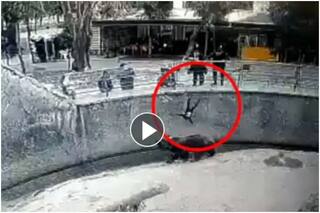 Viral Video: महिला ने 3 साल की बच्ची को भालू के सामने फेंक दिया, फिर जो हुआ चमत्कार से कम नहीं- देखें वीडियो