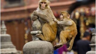 4-Month-Old Baby Thrown Off 3-Storey Building by Monkey in UP's Bareilly; Dies