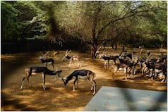 Good News! Delhi Zoo is All Set to Reopen From March 1