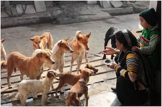 6 Tips to Help Streeties In The Winter Months