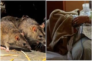 Lassa Fever: कोरोना के बाद अब लासा बुखार ने डराया, यूके में 3 की मौत | WHO ने दिया ये अहम अपडेट