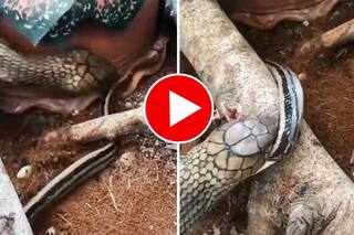 King Cobra Ka Video: किंग कोबरा के सामने पड़ गया दूसरा सांप, फिर किया ऐसा अटैक वहीं दम तोड़ गया- देखें वीडियो