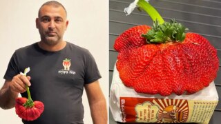 Israeli Man Grows World's Heaviest Strawberry Weighing 289 Grams, Breaks Guinness World Record | Watch