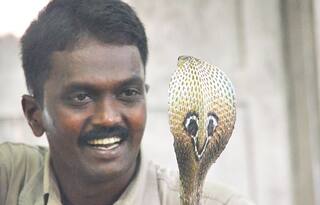Kerala's Ace Snake-Catcher Vava Suresh Bitten by a Cobra, Hospitalised in Critical Condition | Watch