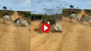 Wild Animal Fight Video: दो बैलों की लड़ाई में कूद गया सांड, फिर चखाया ऐसा मजा लड़ाई करना भूल जाएंगे- देखें वीडियो