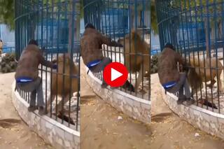 Sher Ka Video: शख्स ने मस्ती के लिए शेर के पिंजरे में डाल दिया हाथ, फिर जो हुआ कांप जाएंगे- देखें वीडियो