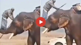 Viral Video: Man Climbs On An Elephant in Prabhas Style, People Call Him 'Real Baahubali' | Watch