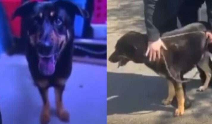 Dog Abandoned at Animal Shelter Because Owners Think He is 'Gay', Netizens Are Outraged