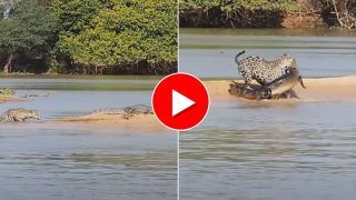 Magarmach Aur Jaguar Ki Ladai: जगुआर ने पानी में घुसकर मगरमच्छ से लिया तगड़ा पंगा, नजारा देख हिल जाएंगे- देखें वीडियो