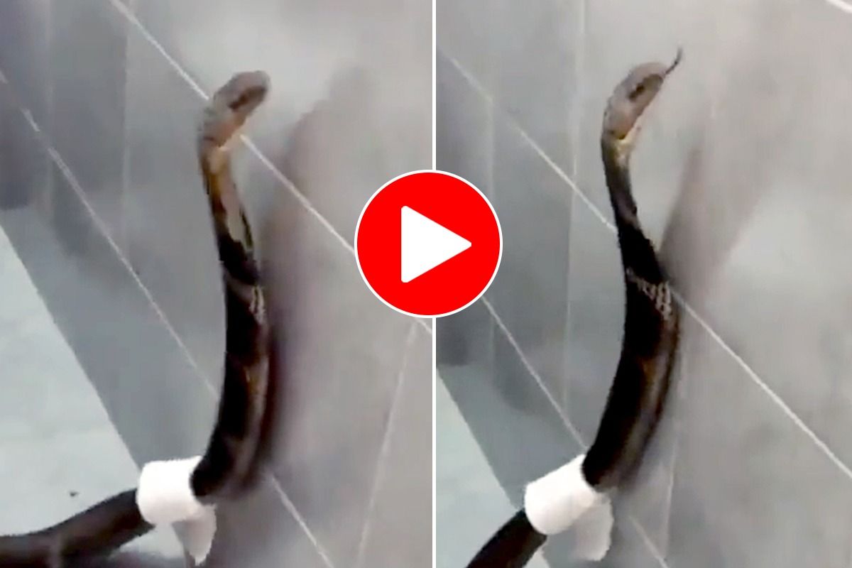 Viral Video: Giant Snake Skeleton Spotted in France on Google Maps