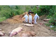 Mizoram Reports Fresh Outbreak Of African Swine Fever