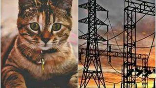 पुणे: बिल्ली की इस हरकत से भारी मुसीबत में पड़े 60 हजार लोग, 8 घंटे तक नहीं आई बिजली, जानें पूरा मामला...