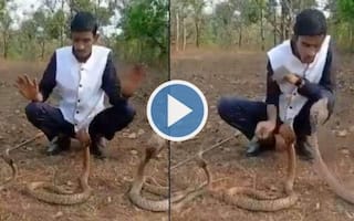 Viral Video: Karnataka Man Plays With 3 Cobras in Forest, Stunt Goes Dangerously Wrong | Watch