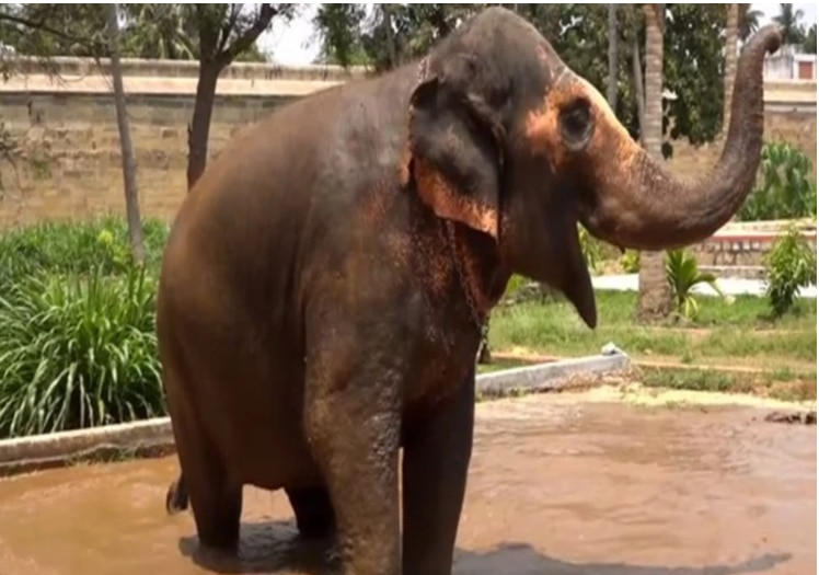 Trichy Temple Elephant Splashes & Rolls in Pool As It Gets Exclusive Mud Bath Ground