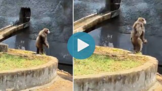 Pushpa Fever Continues: Chimpanzee Performs Hook Step of Srivalli, Video Will Make You Laugh | Watch