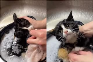 Adorable Video Of Cat-Lover Bathing Cute Little Kitten Goes Viral